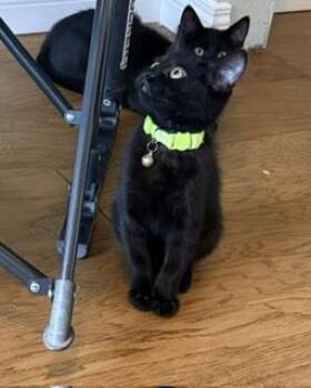 Freedom - All He Wants Is to Be Part of Your Family -  Domestic Short Hair Cat for Adoption in Prescott, Arizona - Freedom - All He Wants Is To Be Part Of Your Family | PetCurious