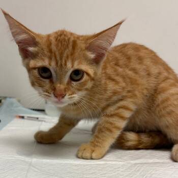 Poplet -  Domestic Short Hair Cat for Adoption in Nashville, Tennessee - Poplet | PetCurious