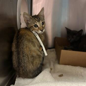 Baby Horse -  Domestic Short Hair Cat for Adoption in Nashville, Tennessee - Baby Horse | PetCurious