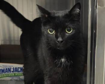 Domestic Short Hair Cats Available for Adoption in Olathe, Kansas - CLEO | PetCurious