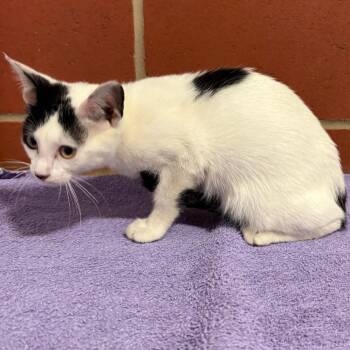 Minnow -  Domestic Short Hair Cat for Adoption in Cabot, Arkansas - Minnow | PetCurious
