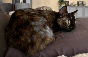 Rescue Domestic Short Hair Cats for Adoption in Seal Beach, California - Juliett | PetCurious