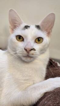 Rescue Domestic Short Hair Cats for Adoption in Stafford, Virginia - Ellipsis... | PetCurious