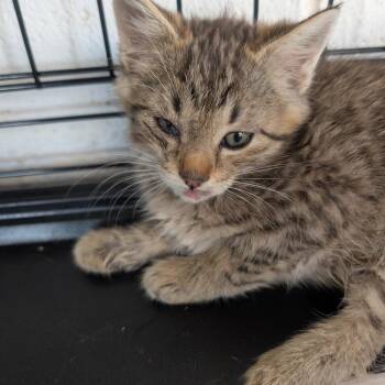 Binky -  Domestic Short Hair Cat Available for Adoption in West Plains, Missouri - Binky | PetCurious