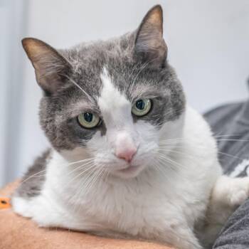 Domestic Short Hair Cats Available for Adoption in Memphis, Tennessee - SCOUT-30745 | PetCurious