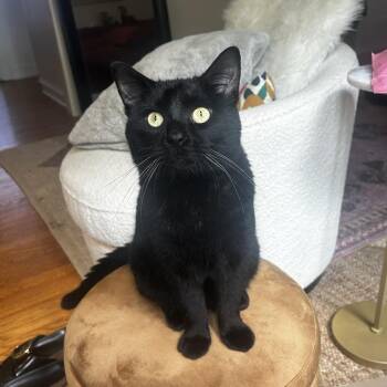 Sloppy Joe -  Domestic Short Hair Cat for Adoption in Evanston, Illinois - Sloppy Joe | PetCurious