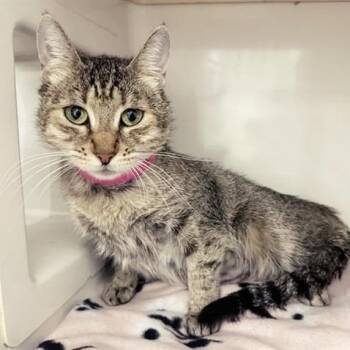Blossom -  Domestic Short Hair Cat for Adoption in Brentwood, Missouri - Blossom | PetCurious