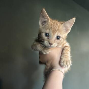 Mac -  Domestic Short Hair Cat for Adoption in Kansas City, Missouri - Mac | PetCurious