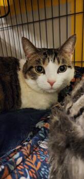 Domestic Short Hair Cats Available for Adoption - Sammy | PetCurious