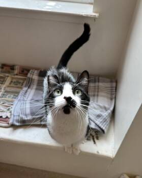 Charm -  Domestic Short Hair Cat for Adoption in Santa Rosa, California - Charm | PetCurious