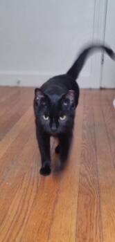 Cocoa Biscuit -  Domestic Short Hair Cat Available for Adoption in Pawtucket, Rhode Island - Cocoa Biscuit | PetCurious