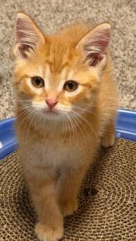 Hobbes -  Domestic Short Hair Cat for Adoption in Washburn, Wisconsin - Hobbes | PetCurious