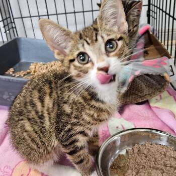 Domestic Short Hair Cats Available for Adoption in Oneonta, New York - Jupiter | PetCurious