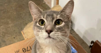 Rescue Domestic Short Hair Cats for Adoption in Newnan, Georgia - Cricket | PetCurious