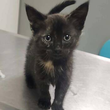 Onyx -  Domestic Short Hair Cat for Adoption in Charleston, West Virginia - Onyx | PetCurious