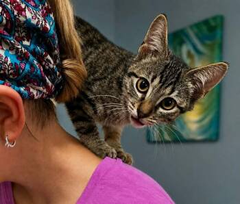 Riff Rafferty -  American Shorthair Cat for Adoption in El Dorado, Arkansas - Riff Rafferty | PetCurious