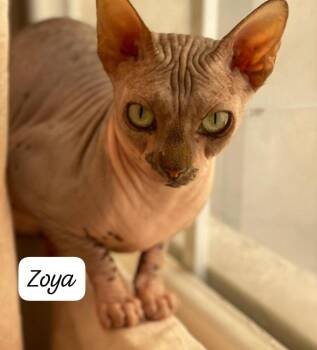 Zoya -  Sphynx Hairless Cat Cat for Adoption in San Jacinto, California - Zoya | PetCurious