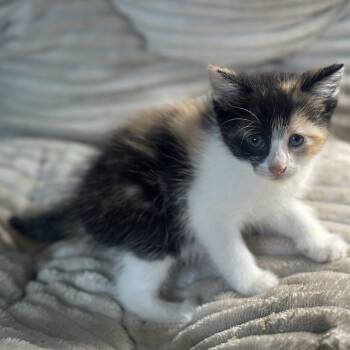 Domestic Medium Hair Cats Available for Adoption in San Saba, Texas - Callie | PetCurious