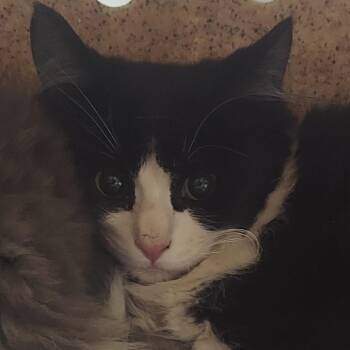 Hambone -  Domestic Medium Hair Cat for Adoption in Reno, Nevada - Hambone | PetCurious