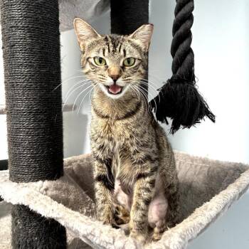 Sprinkles -  Domestic Short Hair Cat for Adoption in Melrose, Florida - Sprinkles | PetCurious