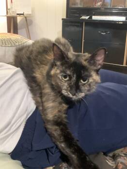 Phoebe -  Domestic Short Hair Cat for Adoption in West Mifflin, Pennsylvania - Phoebe | PetCurious