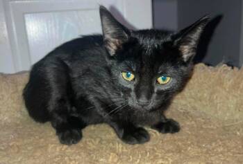 Nona -  Domestic Short Hair Cat for Adoption in Alafaya, Florida - Nona | PetCurious