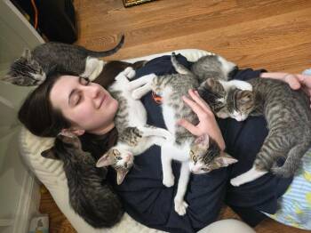 Domestic Short Hair Cats Available for Adoption in Chicago, Illinois - Dobby | PetCurious