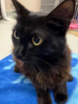 Sherlock -  Domestic Long Hair Cat for Adoption in Little Rock, Arkansas - Sherlock | PetCurious