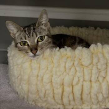 Domestic Short Hair Cats Available for Adoption in Renton, Washington - Goldilocks  | PetCurious