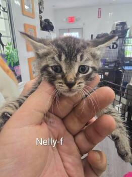 Nelly -  Domestic Short Hair Cat for Adoption in Glenfield, New York - Nelly | PetCurious
