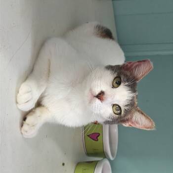Rescue American Shorthair Cats for Adoption in Kailua-kona, Hawaii - Bean - Courtesy Posting | PetCurious