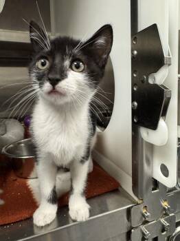 Bibbidi -  Domestic Short Hair Cat for Adoption in Hilton Head Island, South Carolina - Bibbidi | PetCurious