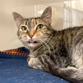 Meg -  Domestic Short Hair Cat for Adoption in Cumming, Georgia - Meg | PetCurious