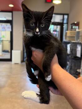 Bassoon -  Domestic Short Hair Cat for Adoption in Cincinnati, Ohio - Bassoon | PetCurious