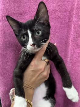 Rescue Domestic Short Hair Cats for Adoption in Honolulu, Hawaii - Archie | PetCurious