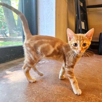 Pumpkin -  Domestic Short Hair Cat for Adoption in Clarksville, Arkansas - Pumpkin | PetCurious