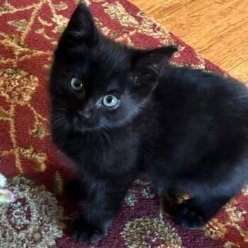 Hope -  Domestic Short Hair Cat for Adoption in Prescott, Arizona - Hope | PetCurious