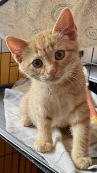 Ricky -  Domestic Short Hair Cat for Adoption in Lemoyne, Pennsylvania - Ricky | PetCurious