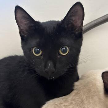 Kinger -  Domestic Short Hair Cat for Adoption in Cumming, Georgia - Kinger | PetCurious