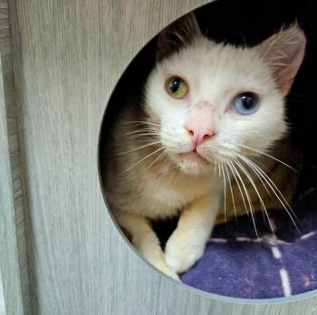 Domestic Short Hair Cats Available for Adoption - Lady Mary | PetCurious