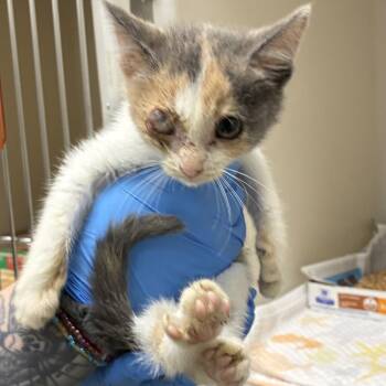 71673 -  Domestic Short Hair Cat for Adoption in Harrisonburg, Virginia - 71673 | PetCurious