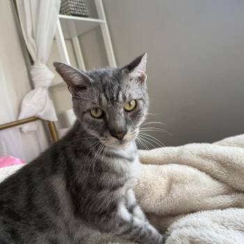 Domestic Short Hair Cats Available for Adoption - Melvin | PetCurious