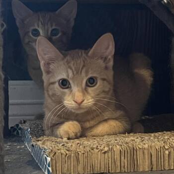 Nacho -  Domestic Short Hair Cat for Adoption in Louisville, Kentucky - Nacho | PetCurious