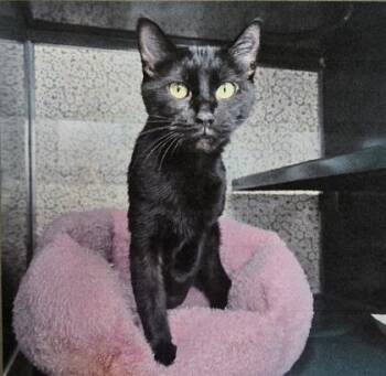 Domestic Short Hair Cats Available for Adoption in Fort Worth, Texas - Pixie | PetCurious