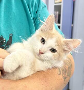 Quinn -  Domestic Long Hair Cat for Adoption in Elkins, West Virginia - Quinn | PetCurious