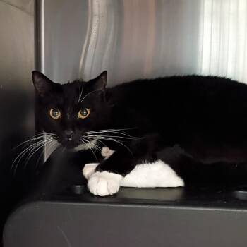 Domestic Short Hair Cats Available for Adoption - White Whiskie | PetCurious