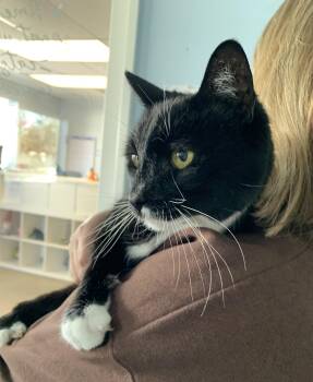 Domestic Short Hair Cats Available for Adoption - Olly | PetCurious