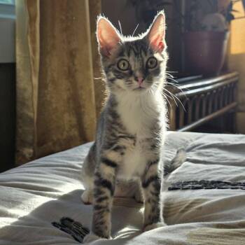 Domestic Short Hair Cats Available for Adoption in Candler, North Carolina - Zana | PetCurious