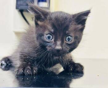 Wok -  Domestic Short Hair Cat for Adoption in West Chester, Pennsylvania - Wok | PetCurious