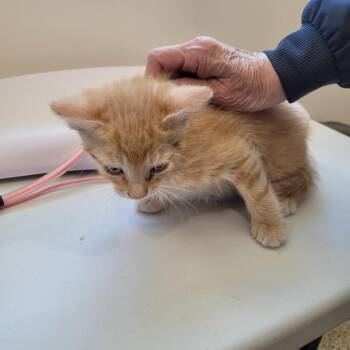 Archie -  Domestic Medium Hair Cat for Adoption in Grand Rapids, Minnesota - Archie | PetCurious